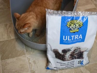 The Best Litter for Kittens with Dust Allergies