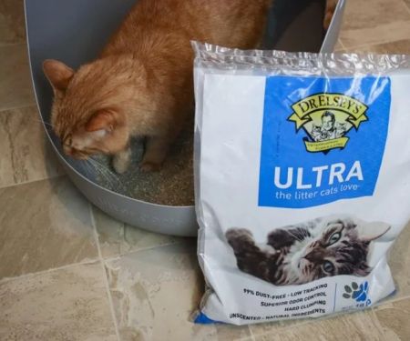 The Best Litter for Kittens with Dust Allergies