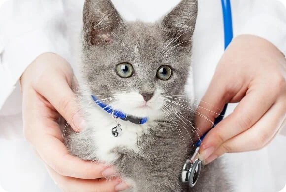 The Best Ways to Build a Kitten's Immune System: Expert Tips for a Healthy Start