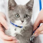 The Best Ways to Build a Kitten's Immune System: Expert Tips for a Healthy Start