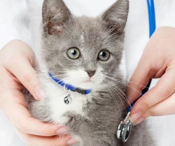 The Best Ways to Build a Kitten's Immune System: Expert Tips for a Healthy Start