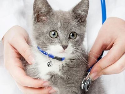 The Best Ways to Build a Kitten's Immune System: Expert Tips for a Healthy Start