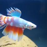 Common Diseases in Betta Fish and How to Treat Them