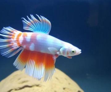 Common Diseases in Betta Fish and How to Treat Them