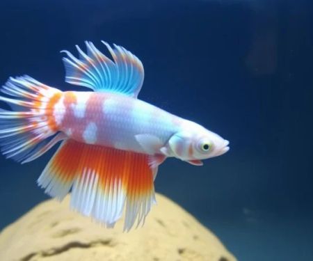 Common Diseases in Betta Fish and How to Treat Them