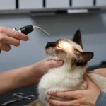 Understanding FIP in Cats: Latest Treatment Options and Hope