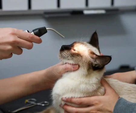 Understanding FIP in Cats: Latest Treatment Options and Hope