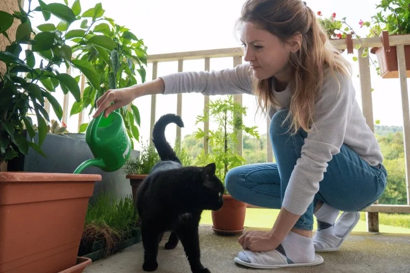 The Best Pet-Safe Paint for Kitten Furniture: A Guide to Safe and Stylish Choices