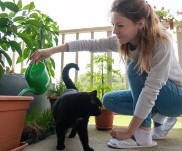 The Best Pet-Safe Paint for Kitten Furniture: A Guide to Safe and Stylish Choices