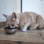 The Best Ways to Help a Kitten with Gas Pains