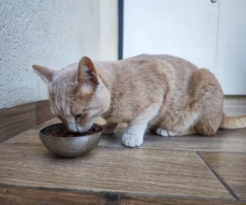 The Best Ways to Help a Kitten with Gas Pains