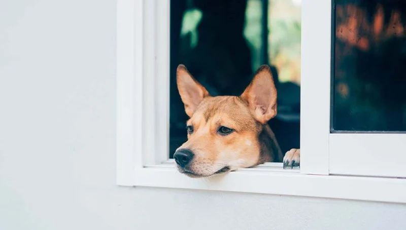 How to Treat Separation Anxiety in Dogs: Tools, Training, and Tips