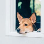 How to Treat Separation Anxiety in Dogs: Tools, Training, and Tips