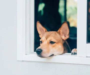 How to Treat Separation Anxiety in Dogs: Tools, Training, and Tips