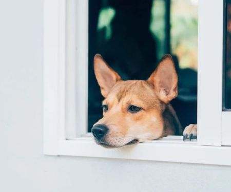 How to Treat Separation Anxiety in Dogs: Tools, Training, and Tips