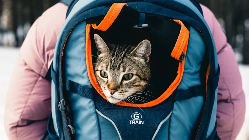 How to Introduce Your Kitten to a Cat Backpack: A Simple Guide for Pet Owners