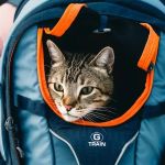 How to Introduce Your Kitten to a Cat Backpack: A Simple Guide for Pet Owners
