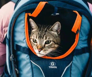 How to Introduce Your Kitten to a Cat Backpack: A Simple Guide for Pet Owners