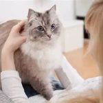 The Top 10 Most Loyal Cat Breeds That Form Strong Bonds