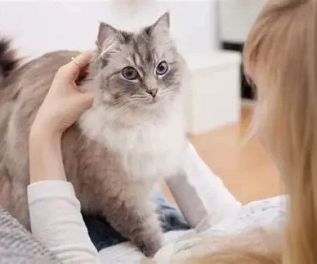 The Top 10 Most Loyal Cat Breeds That Form Strong Bonds