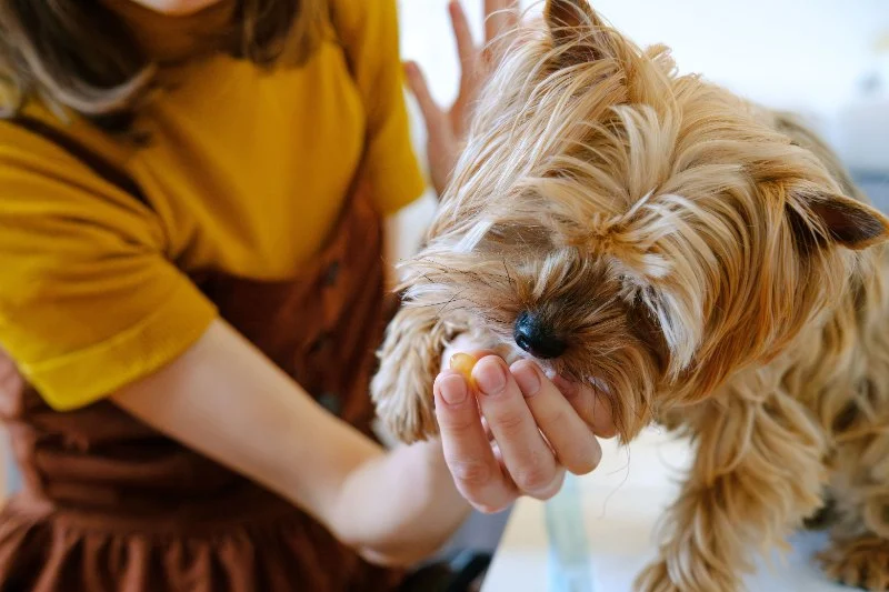 The Truth About Probiotics for Dogs: Do They Really Work?