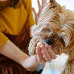 The Truth About Probiotics for Dogs: Do They Really Work?