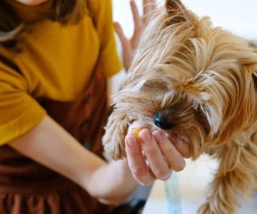 The Truth About Probiotics for Dogs: Do They Really Work?