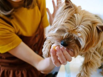 The Truth About Probiotics for Dogs: Do They Really Work?