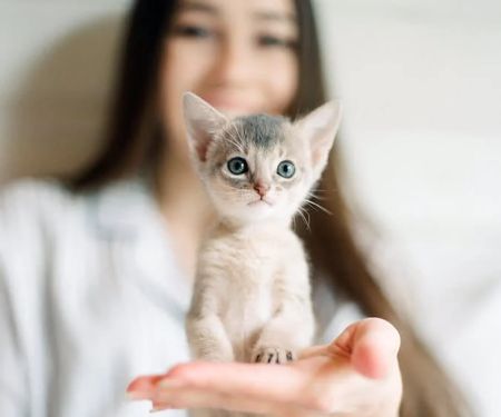 Why Is My Kitten So Clumsy? Coordination Development Guide