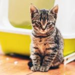 How to Create a Peaceful Multi-Cat Household: Tips for Harmony