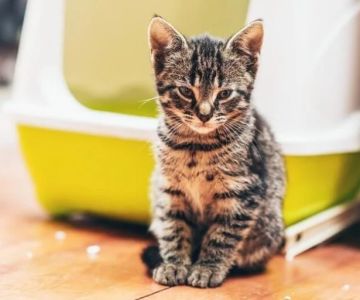 How to Create a Peaceful Multi-Cat Household: Tips for Harmony