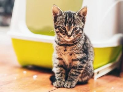 How to Create a Peaceful Multi-Cat Household: Tips for Harmony