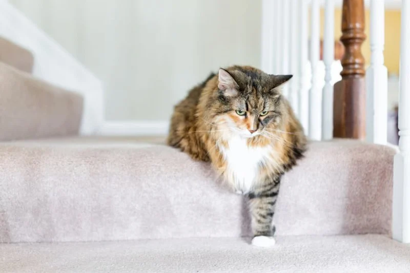 A Guide to Feline Arthritis: How to Make Your Cat Comfortable
