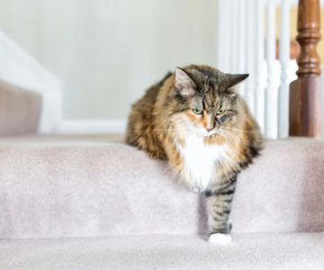 A Guide to Feline Arthritis: How to Make Your Cat Comfortable