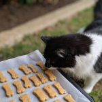 How to Stop Your Kitten from Eating Too Many Treats | Expert Tips for Healthy Feeding