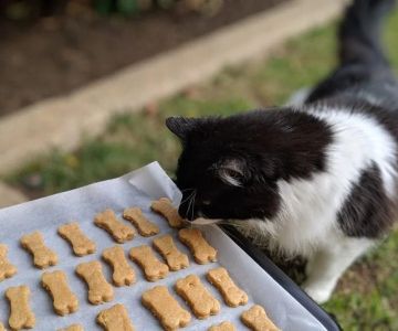 How to Stop Your Kitten from Eating Too Many Treats | Expert Tips for Healthy Feeding