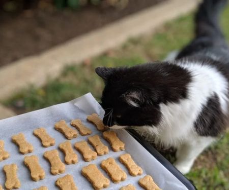 How to Stop Your Kitten from Eating Too Many Treats | Expert Tips for Healthy Feeding