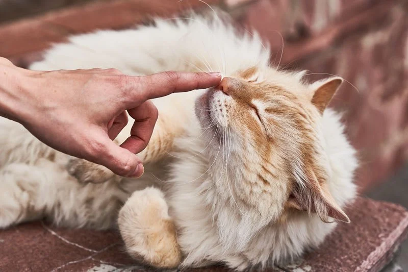 The Science of a Kitten's Sense of Smell