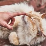 The Science of a Kitten's Sense of Smell