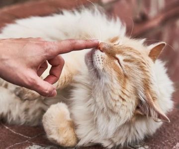The Science of a Kitten's Sense of Smell