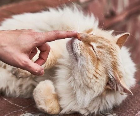 The Science of a Kitten's Sense of Smell