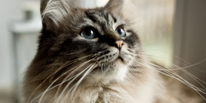 Why Is My Cat's Whiskers Falling Out? Normal Shedding vs. Problems