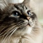 Why Is My Cat's Whiskers Falling Out? Normal Shedding vs. Problems