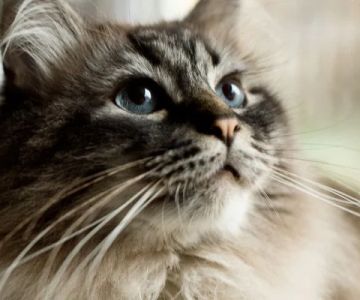 Why Is My Cat's Whiskers Falling Out? Normal Shedding vs. Problems