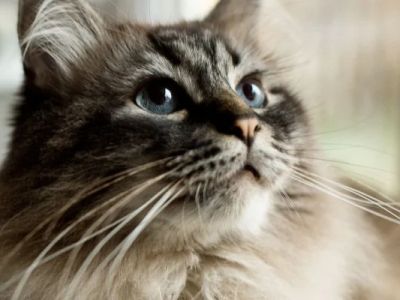 Why Is My Cat's Whiskers Falling Out? Normal Shedding vs. Problems