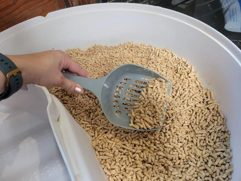 The Best Litter for Kittens Who Track It Everywhere – Keep Your Home Clean