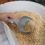 The Best Litter for Kittens Who Track It Everywhere – Keep Your Home Clean