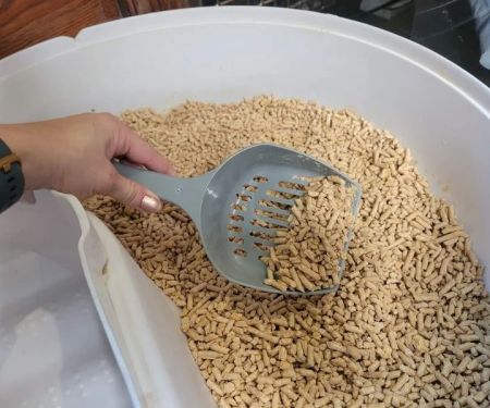 The Best Litter for Kittens Who Track It Everywhere – Keep Your Home Clean