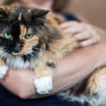 Why Is My Cat Afraid of Strangers? How to Socialize Them