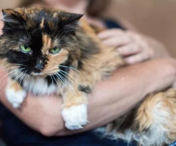 Why Is My Cat Afraid of Strangers? How to Socialize Them